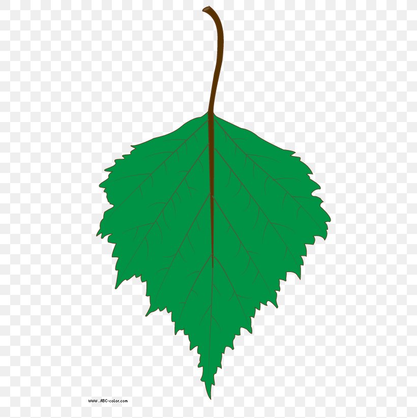 Leaf Tree Clip Art, PNG, 567x822px, Leaf, Birch, Drawing, Green, Photography Download Free