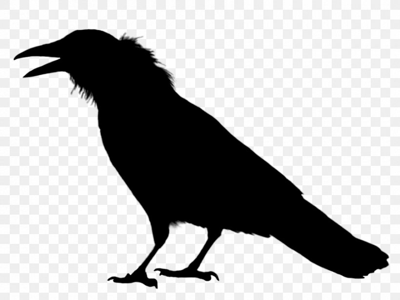 Rook Crow Image Common Raven, PNG, 900x675px, Rook, American Crow, Beak, Bird, Common Raven Download Free
