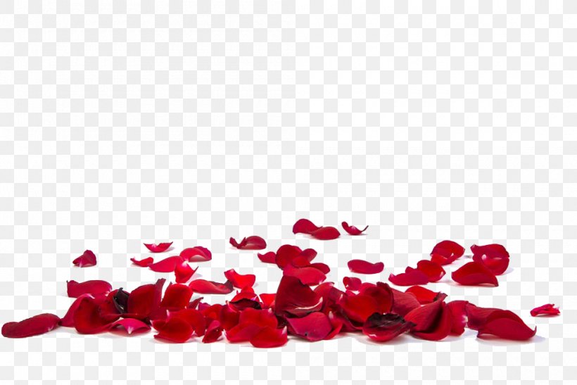 Rose Petal Stock Photography Flower Stock.xchng, PNG, 1000x668px, Rose, Bachelor, Bachelorette, Floral Design, Floristry Download Free