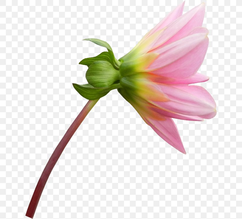Hippeastrum Dahlia Cut Flowers Clip Art, PNG, 650x742px, Hippeastrum, Amaryllis Belladonna, Avatar, Cut Flowers, Dahlia Download Free