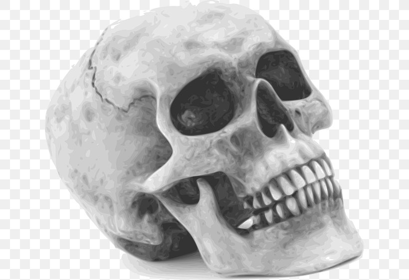 Skull Human Skeleton Clip Art, PNG, 640x562px, Skull, Anatomy, Black And White, Bone, Halloween Download Free