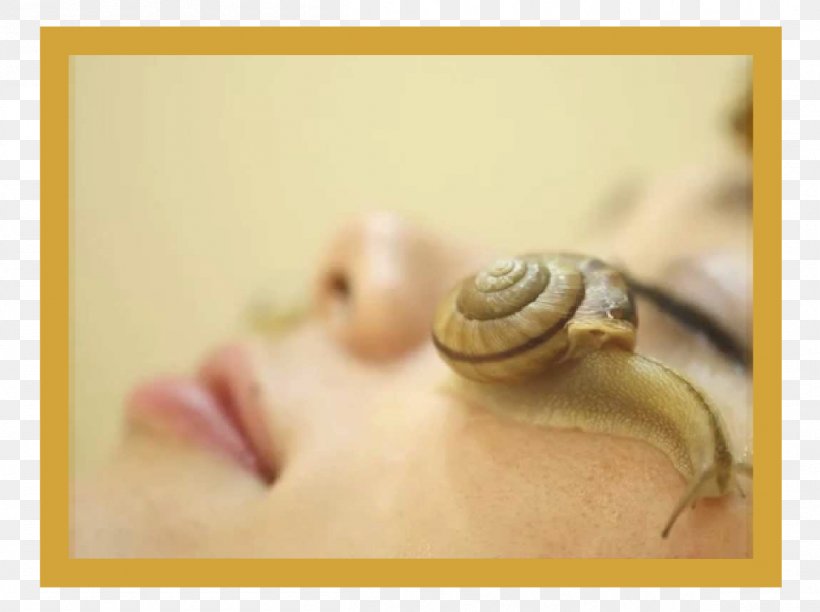 Snail Slime Skin Care Cosmetics, PNG, 1204x900px, Snail, Beauty, Body Jewelry, Clay, Close Up Download Free