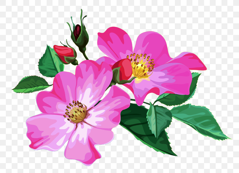 Rose, PNG, 800x594px, Flower, Camellia Sasanqua, Carolina Rose, Cut Flowers, Petal Download Free