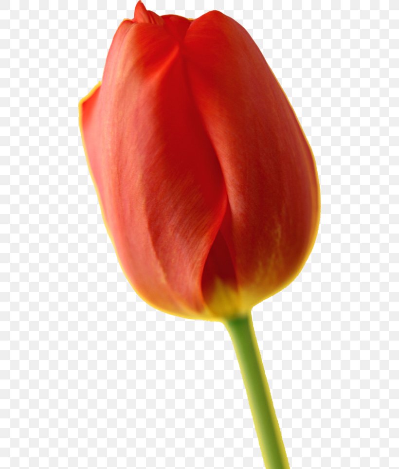 Tulip Pentax K-x Flower, PNG, 500x964px, Tulip, Bud, Close Up, Color, Color Model Download Free