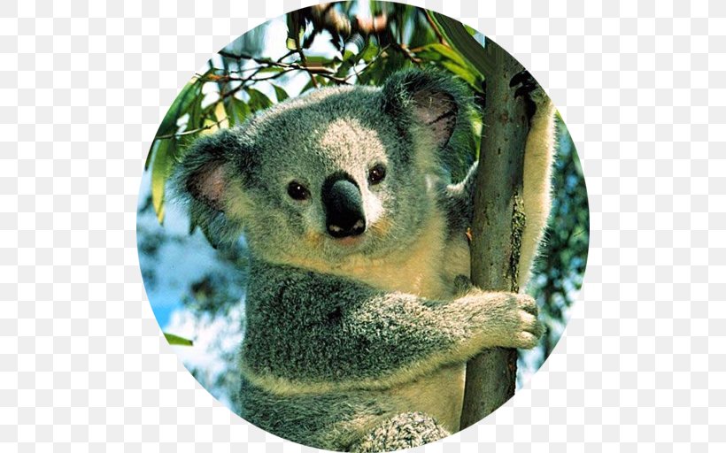 Australian Koala Foundation Bear Australian Koala Foundation Desktop Wallpaper, PNG, 512x512px, Koala, Animal, Australia, Australian Koala Foundation, Bear Download Free
