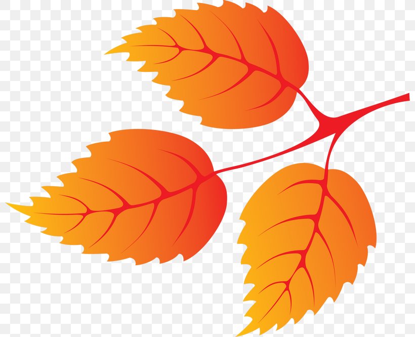 Autumn Leaf Color Petal, PNG, 800x666px, Leaf, Art, Autumn, Autumn Leaf Color, Deciduous Download Free