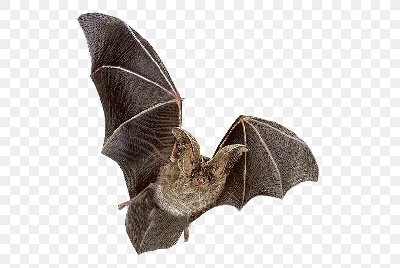 Bat Flying Mammals Ni, PNG, 547x549px, Bat, Drawing, Halloween, Mammal, Wing Download Free