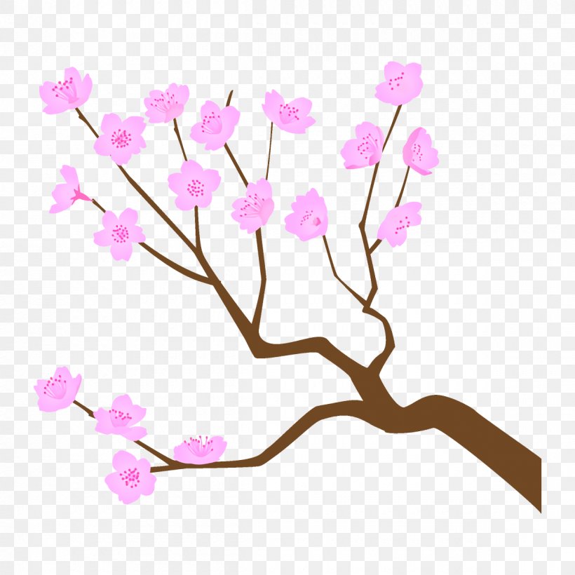 Cherry Blossom, PNG, 1200x1200px, Branch, Blossom, Cherry Blossom, Cut Flowers, Flower Download Free