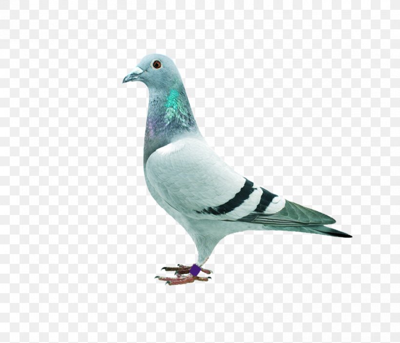 Homing Pigeon Stock Dove Columbidae Download, PNG, 1208x1035px, Homing Pigeon, Beak, Bird, Columba, Columbidae Download Free