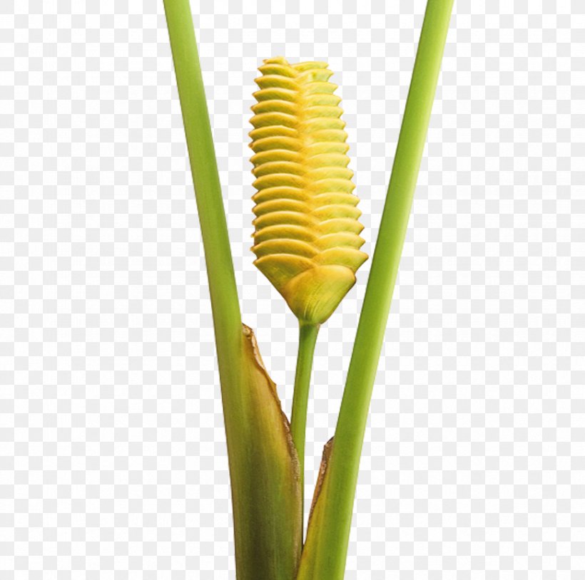 Plant Stem Grasses Commodity Family, PNG, 870x864px, Plant Stem, Commodity, Family, Grass, Grass Family Download Free