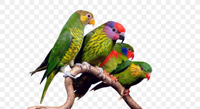 Bird Centerblog Nature GIF, PNG, 600x450px, Bird, Akhir Pekan, Animal, Beak, Beauty Download Free