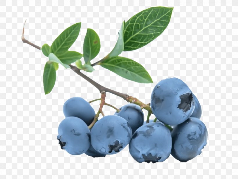 Blueberry Berries Clip Art Food Flavor, PNG, 850x638px, Blueberry, Aristotelia Chilensis, Berries, Berry, Bilberry Download Free