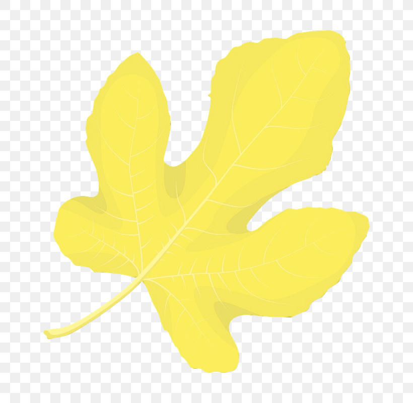 Leaf Yellow Petal Plant Structure Plant, PNG, 800x800px, Watercolor, Biology, Leaf, Paint, Petal Download Free