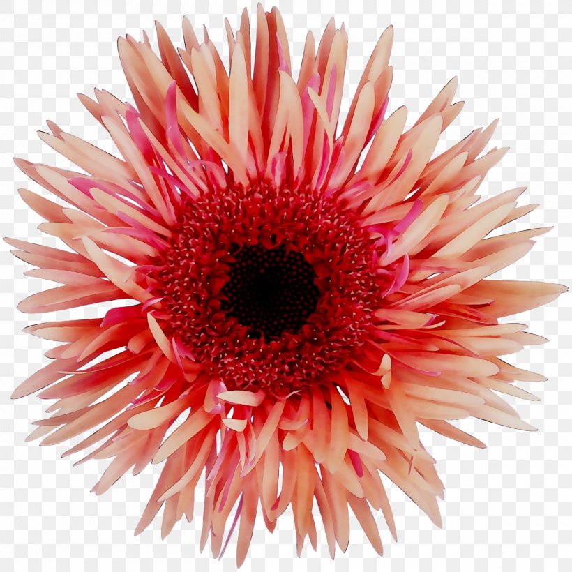 Transvaal Daisy Chrysanthemum News Cut Flowers Investment, PNG, 2419x2420px, Transvaal Daisy, Annual Plant, Chrysanthemum, Coneflower, Cut Flowers Download Free