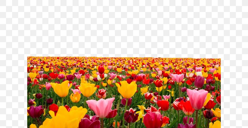 Tulip Computer File, PNG, 640x426px, Tulip, Annual Plant, Dots Per Inch, Field, Flower Download Free