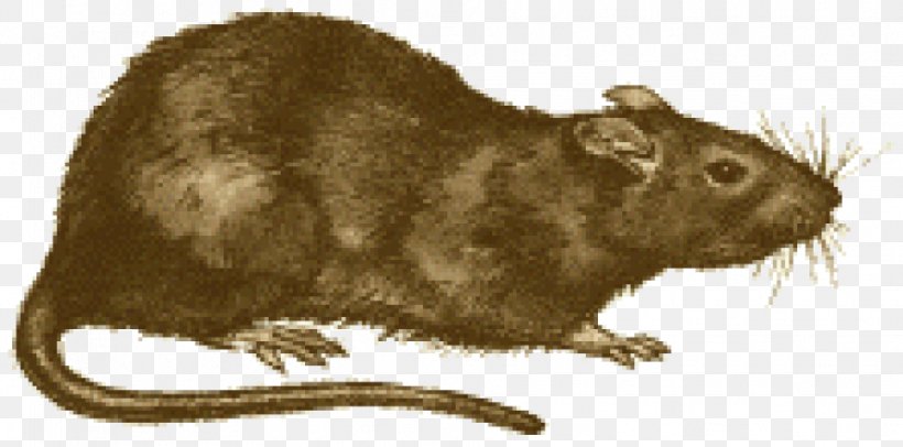 Brown Rat Black Death Rodent Black Rat Oriental Rat Flea, PNG, 965x478px, Brown Rat, Beaver, Black Death, Black Rat, Bubonic Plague Download Free