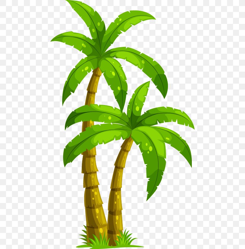 Coconut Arecaceae Tree Clip Art, PNG, 482x834px, Coconut, Arecaceae, Arecales, Cartoon, Drawing Download Free