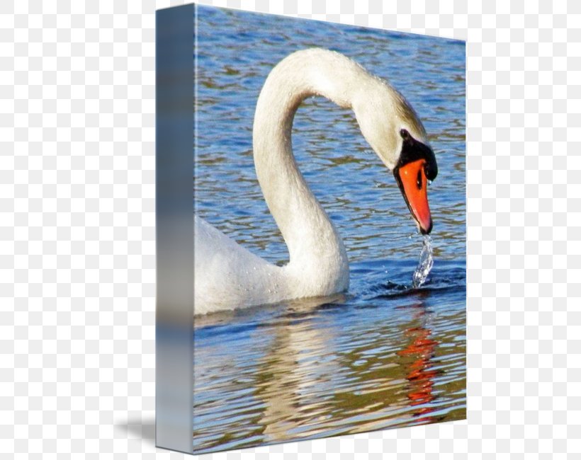 Cygnini Fauna Neck Beak, PNG, 511x650px, Cygnini, Beak, Bird, Ducks Geese And Swans, Fauna Download Free