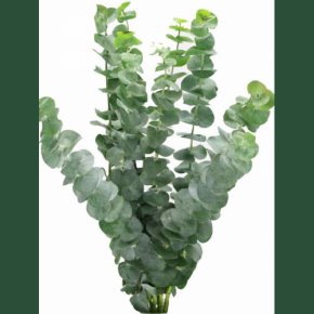 Flower - Eucalyptus Polyanthemos Plant Stem Flower Eucalyptus Pulverulenta Leaf PNG