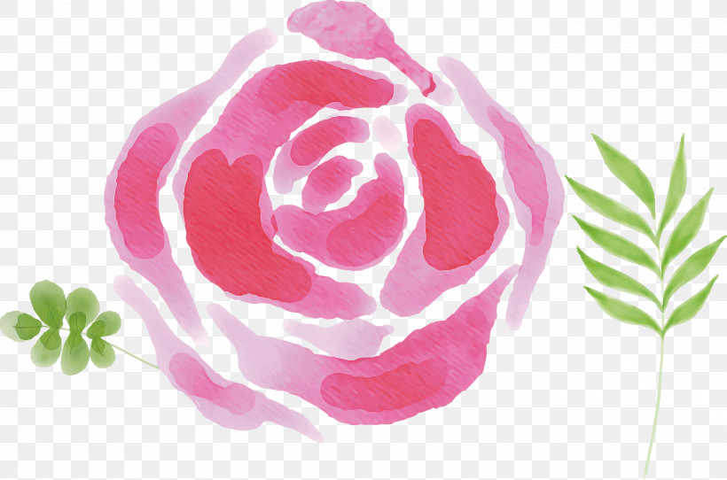 Garden Roses, PNG, 3000x1986px, Garden Roses, Cabbage Rose, Flower, Garden, Petal Download Free