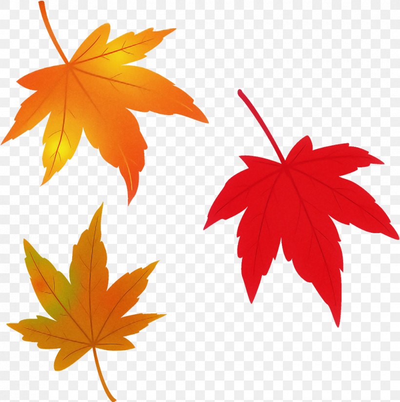 Maple Leaves Autumn Leaves Fall Leaves, PNG, 1020x1026px, Maple Leaves, Autumn, Autumn Leaves, Black Maple, Deciduous Download Free