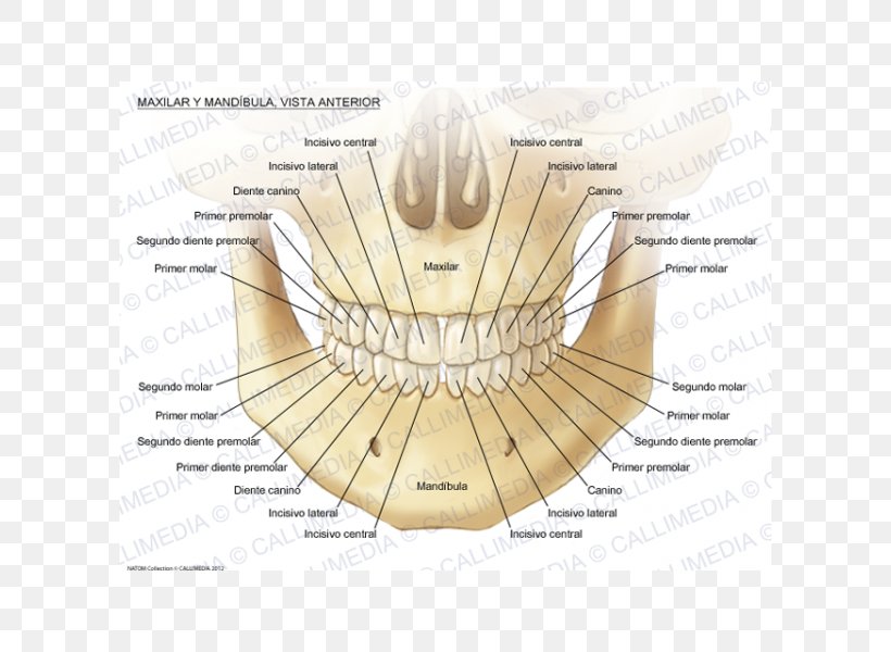 Maxilla Anatomy Mandible Mandibular Nerve Human Body, PNG, 600x600px, Watercolor, Cartoon, Flower, Frame, Heart Download Free
