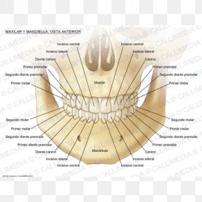 Human Body 3D - Maxilla Anatomy Mandible Mandibular Nerve Human Body PNG