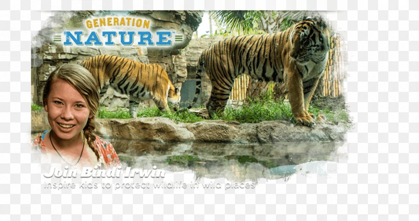 Tiger Lion Wildlife Terrestrial Animal, PNG, 945x500px, Tiger, Animal, Big Cats, Carnivoran, Cat Like Mammal Download Free