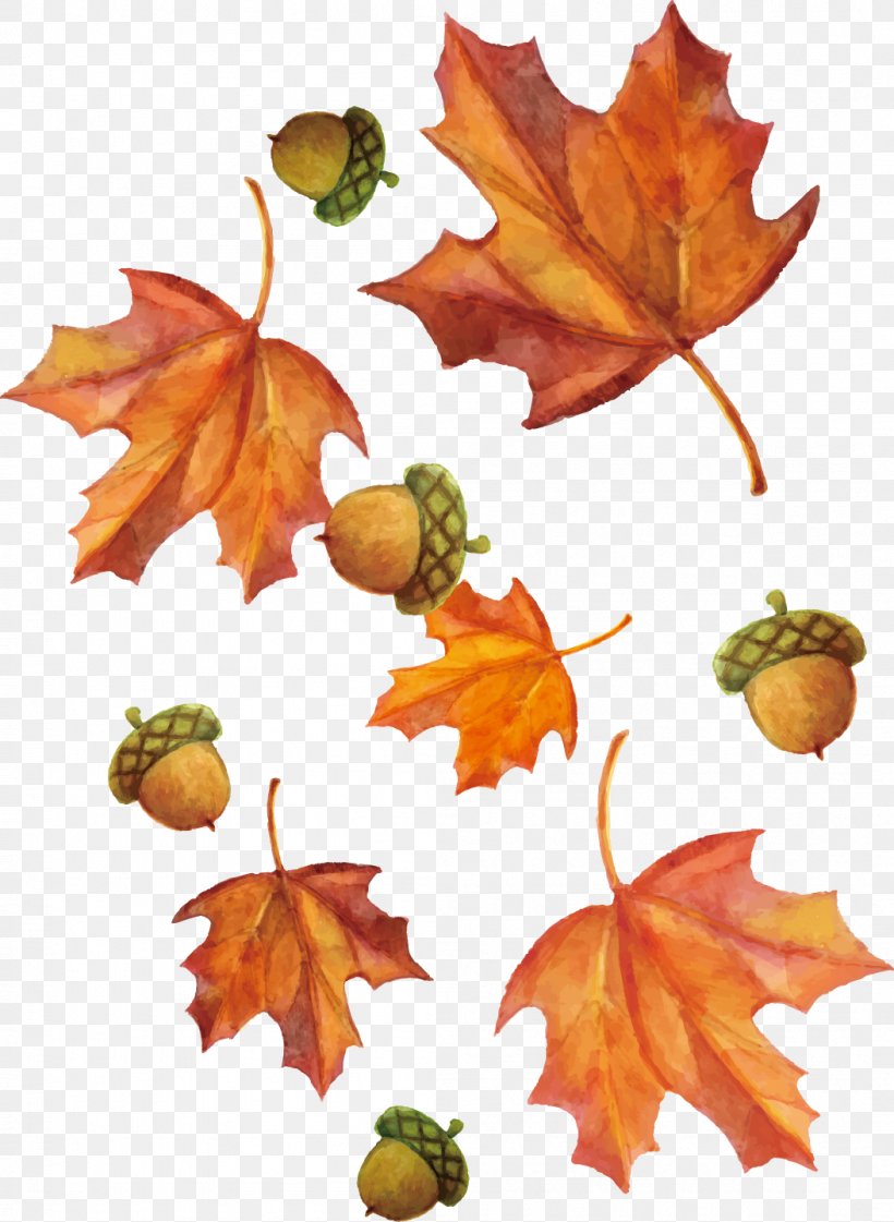 Vector Hand-painted Watercolor Maple Leaf And Hazelnut, PNG, 1053x1440px, Watercolor Painting, Autumn, Branch, Deciduous, Element Download Free