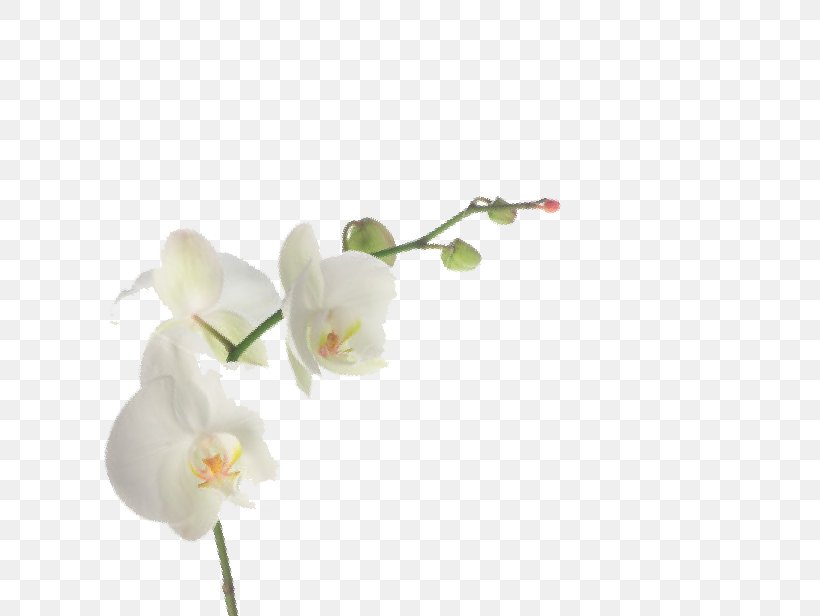 Cut Flowers Moth Orchids Plant Stem Artificial Flower, PNG, 692x616px, 2018, Flower, Artificial Flower, Bear, Blender Download Free