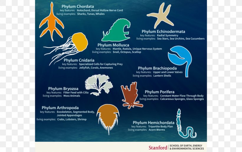 Cambrian Explosion Animal Taxonomy Body Plan Evolution, PNG, 870x548px, Cambrian Explosion, Advertising, Animal, Biology, Body Plan Download Free