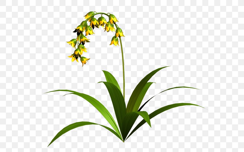 Grasses Flowerpot Plant Stem Clip Art, PNG, 600x513px, Grasses, Family, Flora, Flower, Flowering Plant Download Free