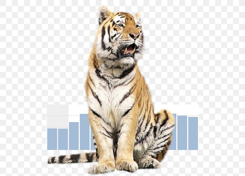 Tiger Animal Malayan Cat, PNG, 512x588px, Tiger, Animaatio, Animal, Big Cat, Big Cats Download Free