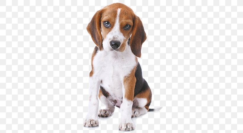 Beagle Greeting & Note Cards Puppy Birthday Gift, PNG, 300x450px, Beagle, American Foxhound, Beagle Harrier, Birthday, Carnivoran Download Free