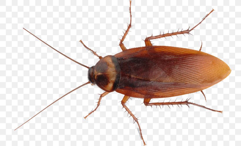 Cockroach Insecticide Pest Control Mosquito, PNG, 800x498px, Cockroach, American Cockroach, Arthropod, Beetle, Belostomatidae Download Free