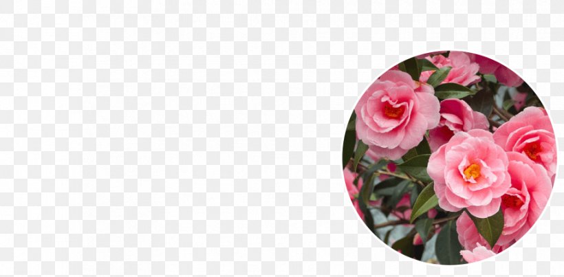 Garden Roses Floral Design Cut Flowers Petal Png 915x450px