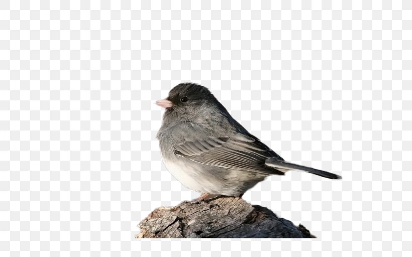 House Sparrow Bird Eurasian Tree Sparrow Finch, PNG, 1024x640px, House Sparrow, Beak, Bird, Emberizidae, Eurasian Bullfinch Download Free