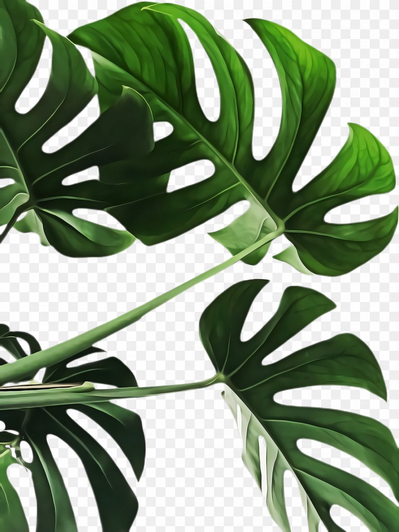 monstera deliciosa leaf plant flower green, png, 1732x2308px