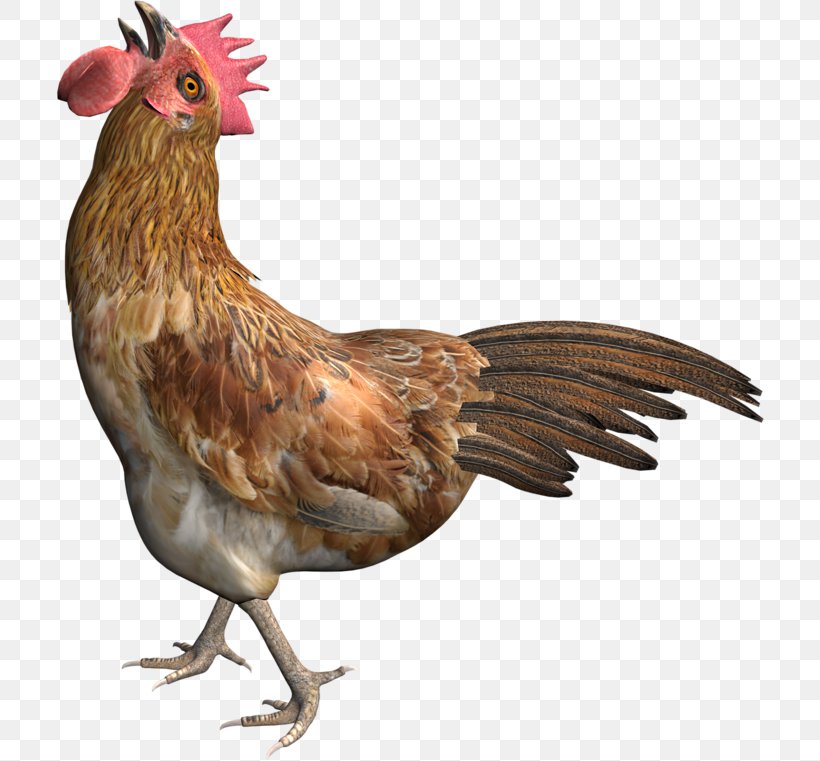 Rooster Chicken Poultry, PNG, 708x761px, Rooster, Animal, Beak, Bird, Chicken Download Free