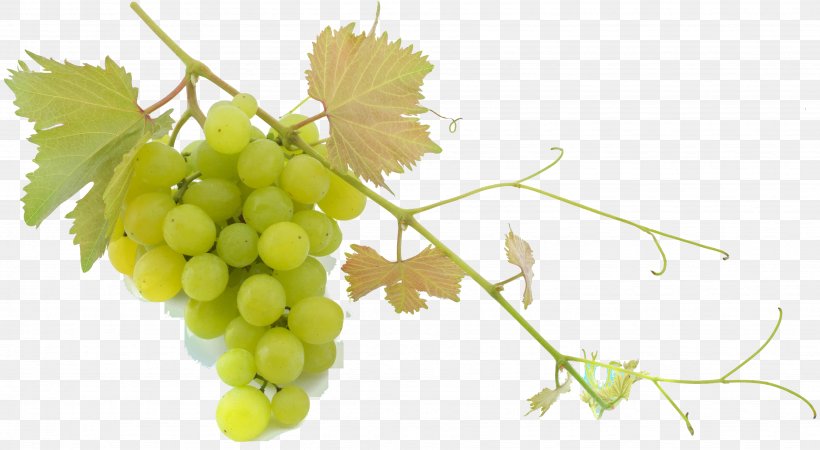 Sultana Common Grape Vine Balsamic Vinegar Mediterranean Cuisine, PNG, 3674x2017px, Sultana, Alamy, Balsamic Vinegar, Cognac, Common Grape Vine Download Free