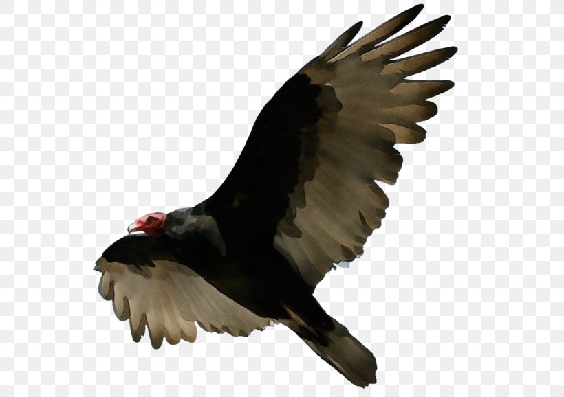Bird Turkey Vulture Eagle Bird Of Prey Beak, PNG, 600x578px, Watercolor, Accipitridae, Beak, Bird, Bird Of Prey Download Free