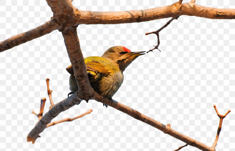 Finches Birds Beak Twig Passerine, PNG, 1280x827px, Finches, Beak, Biology, Birds, Passerine Download Free