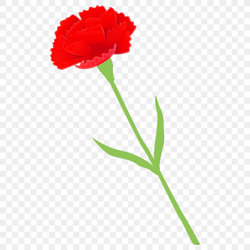 Flower Plant Red Carnation Plant Stem, PNG, 1200x1200px, Carnation, Cut Flowers, Flower, Paint, Pedicel Download Free