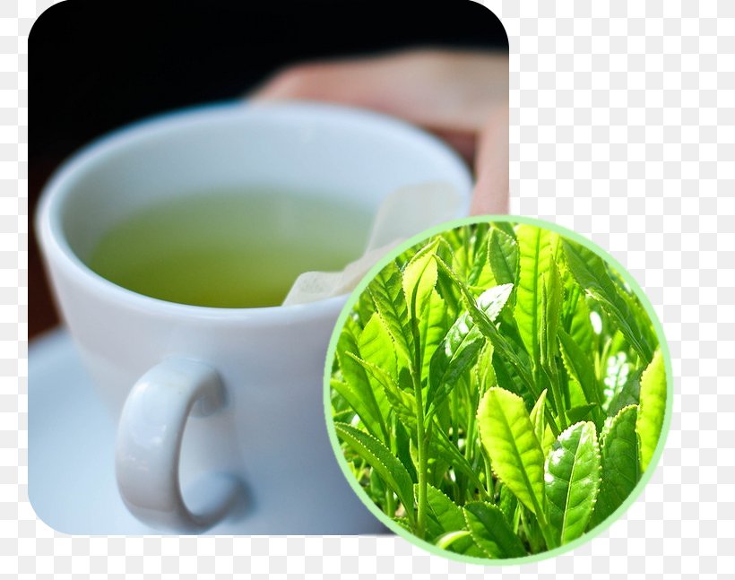 Green Tea Matcha Masala Chai White Tea, PNG, 757x647px, Tea, Black Tea, Cup, Drink, Fizzy Drinks Download Free