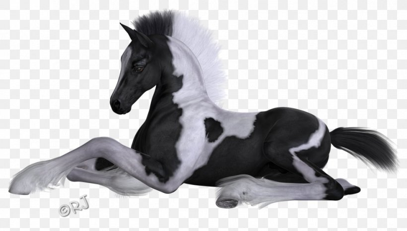 Mane Mustang Stallion Pony Halter, PNG, 979x557px, Mane, Animal Figure, Black And White, Colt, Fur Download Free