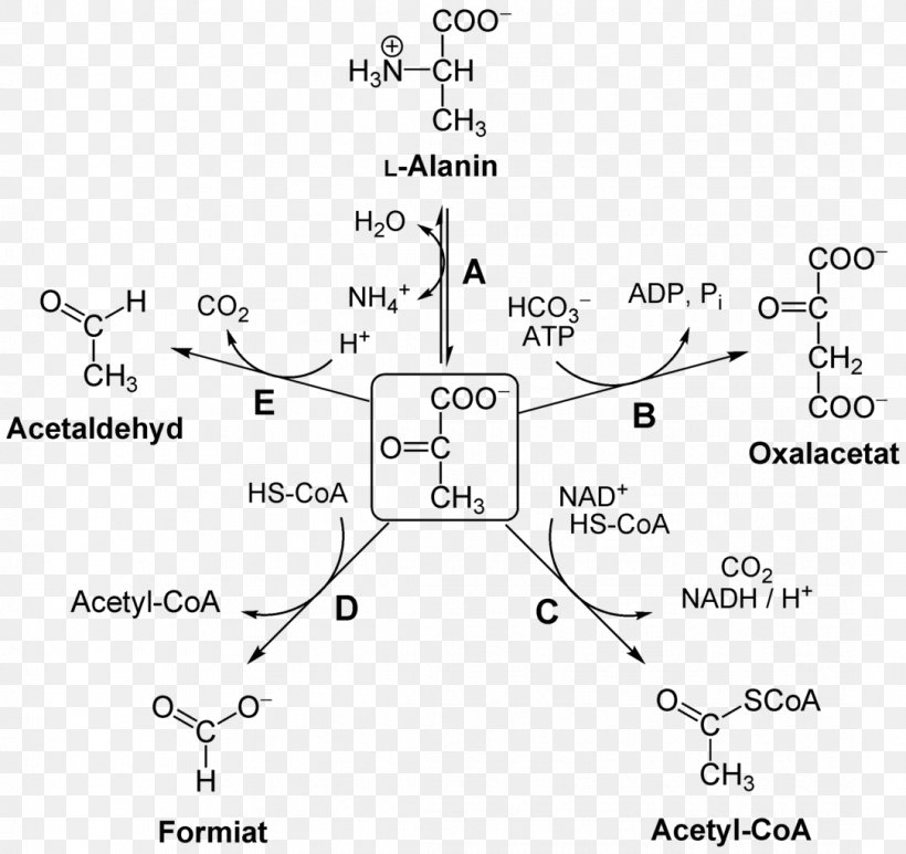 Pyruvic Acid Pyruvate Dehydrogenase Kinase Pyruvate Dehydrogenase Complex Pyruvate Dehydrogenase Lipoamide Kinase Isozyme 1, PNG, 1085x1024px, Pyruvic Acid, Area, Black And White, Chemical Reaction, Dehydrogenase Download Free