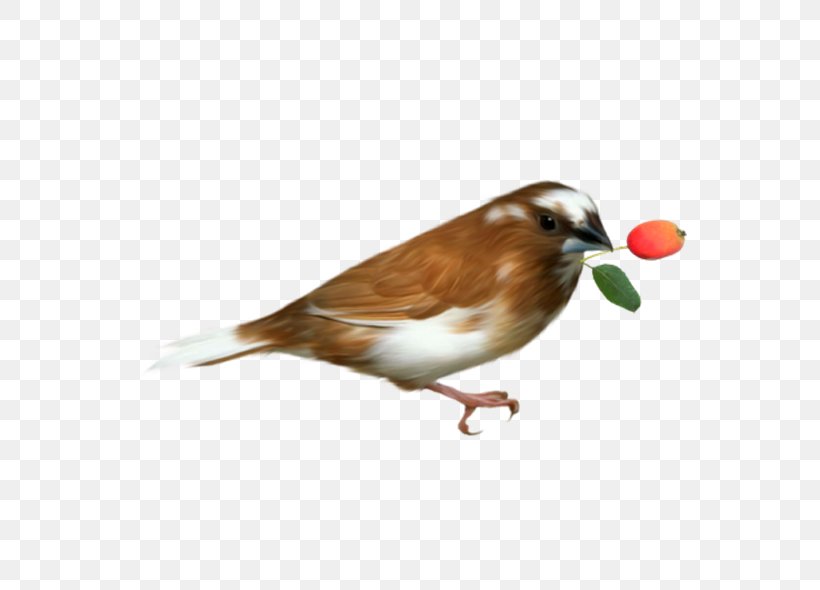 Bird, PNG, 600x590px, Bird, Beak, Color, Emberizidae, Fauna Download Free