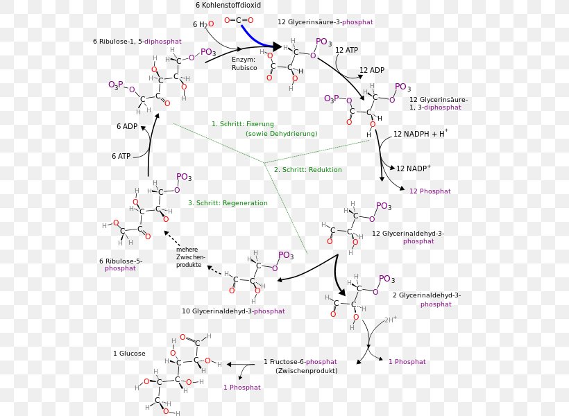 Calvin Cycle Photosynthesis 3-Phosphoglyceric Acid Metabolic Pathway Anabolism, PNG, 565x600px, 3phosphoglyceric Acid, Calvin Cycle, Anabolism, Area, Carbon Dioxide Download Free