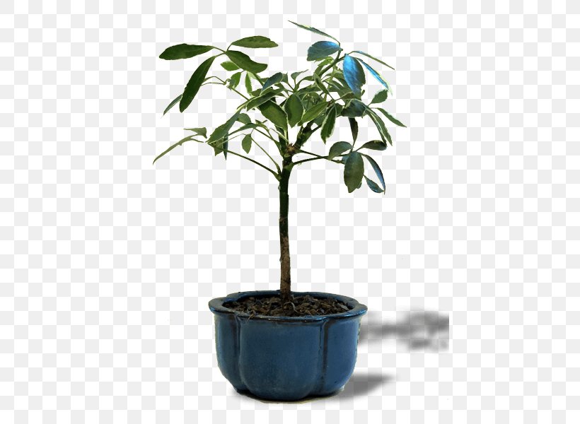 Chinese Sweet Plum Tree Bonsai Chinese Elm Flowerpot, PNG, 450x600px, Chinese Sweet Plum, Art, Bird, Bonsai, Book Download Free