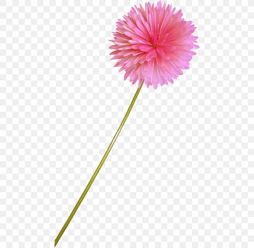 Transvaal Daisy Digital Image, PNG, 470x800px, Transvaal Daisy, Carnation, Cut Flowers, Daisy Family, Digital Image Download Free